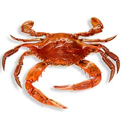 4crab