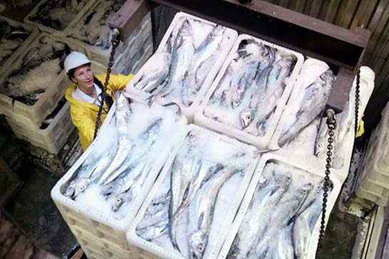 nissui sealord fish 545