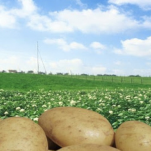 NEPG Calls for Potato Area Reduction as Global Competitiveness Necessity